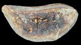 Triassic Fossil Fish (Boreosomus) In Nodule - Madagascar #53654-2